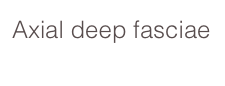 Axial deep fasciae